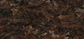 Read more about the article Reasons to Mulch in the Fall
