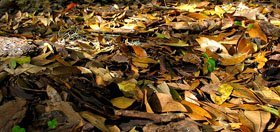 Leaf Mulch for Winter