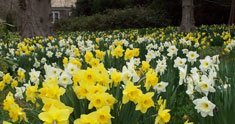 A Swath of Daffodils